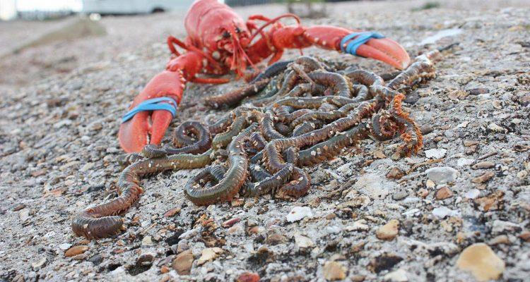 Study: Bait worms are more valuable than premium seafood