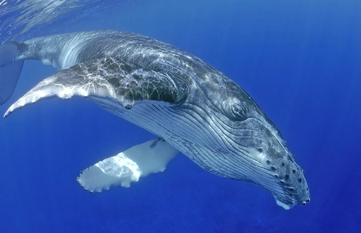 Protecting their habitats is key to the recovery of humpback whales