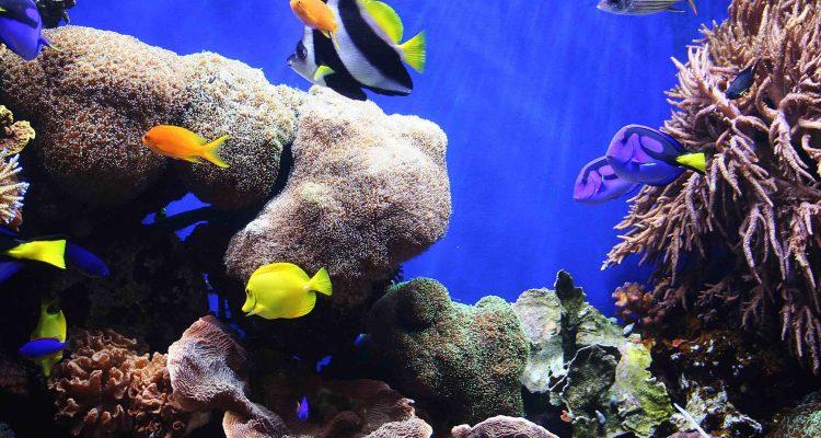 Cold spells strike danger for subtropical species