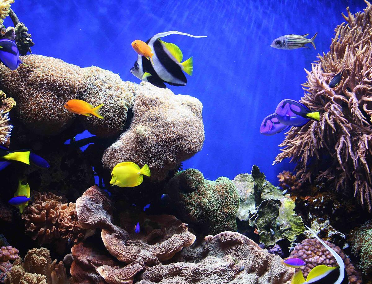Cold spells strike danger for subtropical species