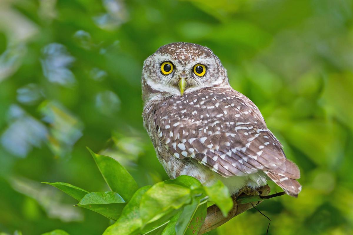 Saving birds in areas prone to wildfires