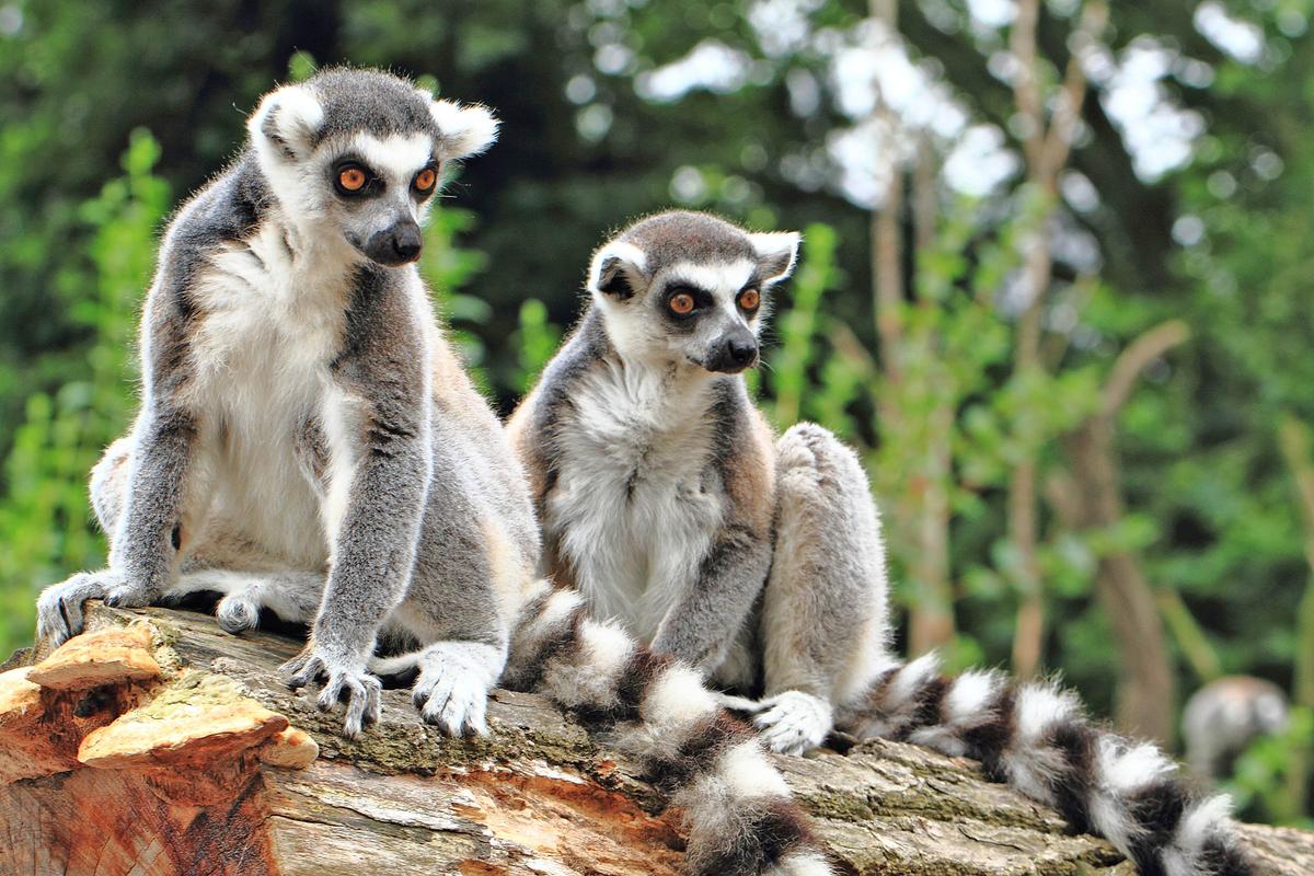 Bushmeat hunting poses a food security threat around the world