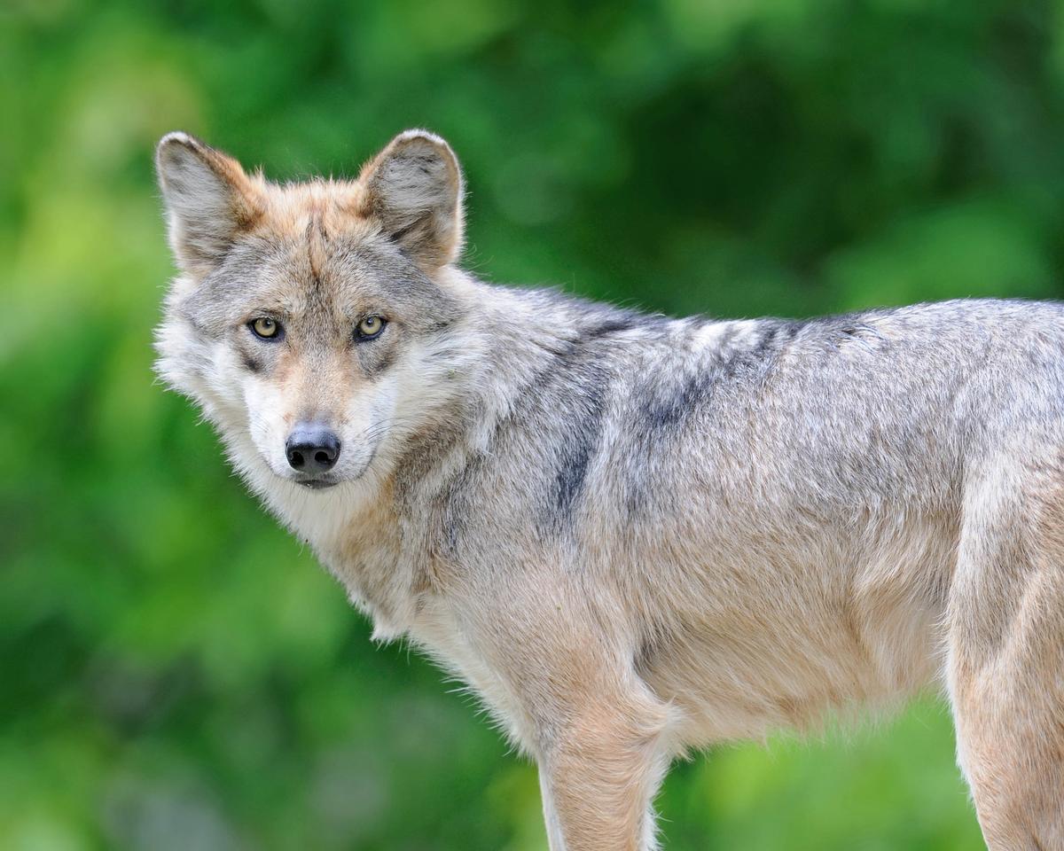 US court orders new recovery plan for Mexican gray wolf