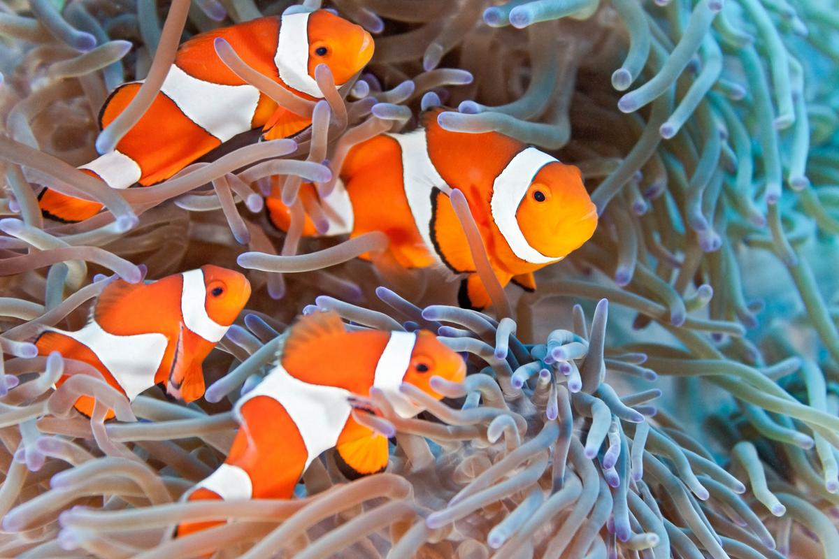 Climate change can cause fish to swim towards predators