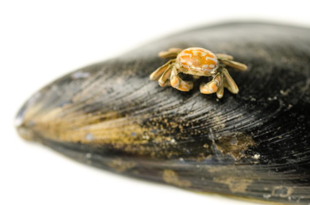 Janus: New tiny parasite discovered
