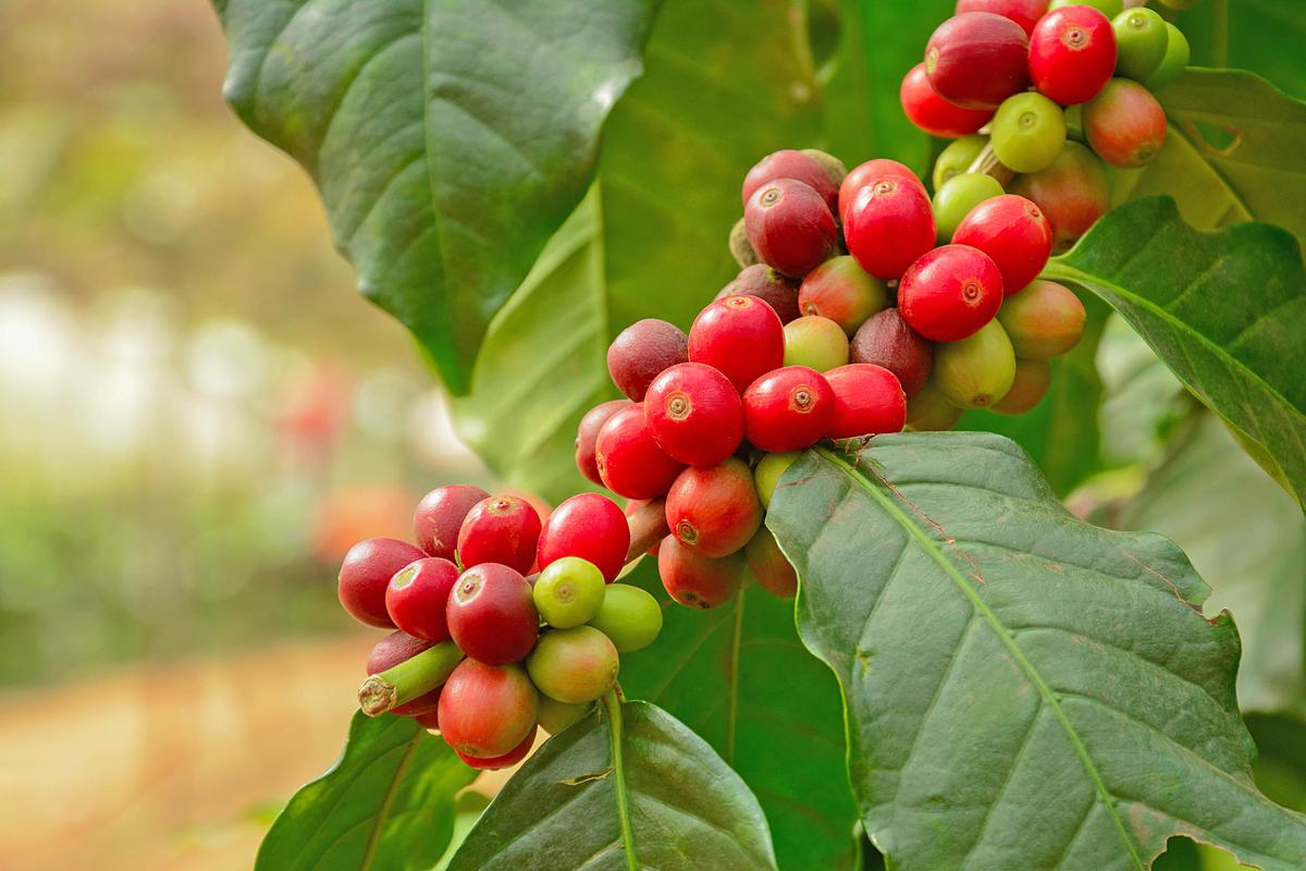 Good news for coffee lovers today