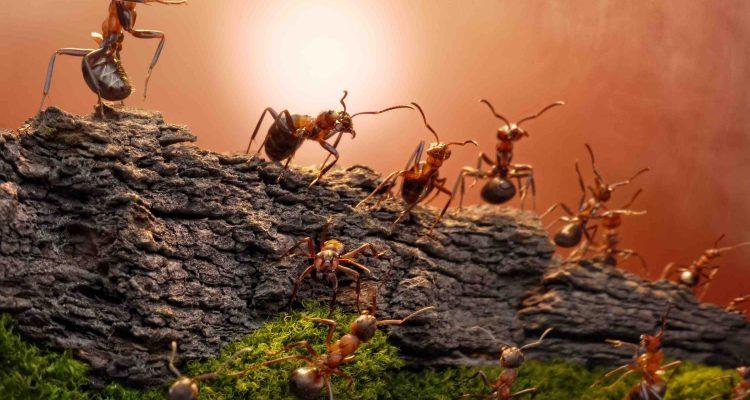 Ant DNA helps reshape the history of the Americas
