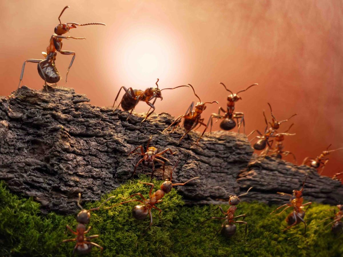Ant DNA helps reshape the history of the Americas