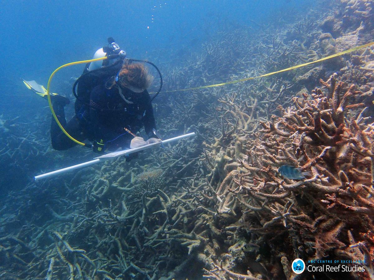 Great Barrier Reef damage assessed after catastrophic heatwave