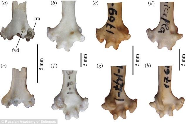 16-million-year-old parrot fossil found in Siberia