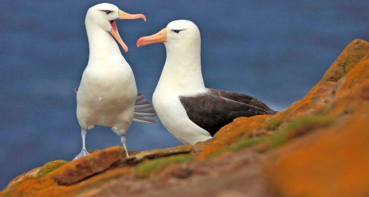 Albatross research suggests conservation methods