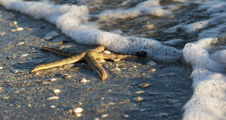 Salish Sea stars are in a severe decline