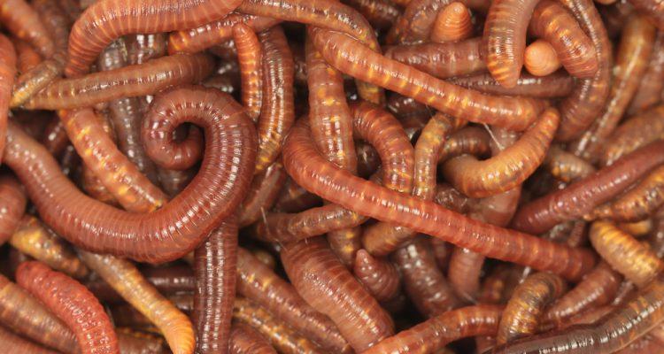 Gestation conditions dictate lifelong worm metabolism