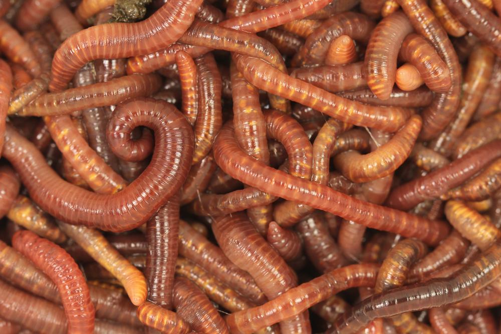 Gestation conditions dictate lifelong worm metabolism