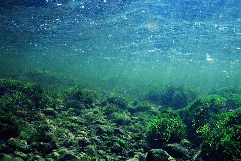 Freshwater algae toxin found in San Francisco Bay