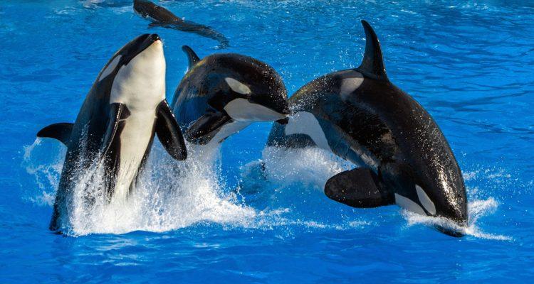 Sad report on Washington State orcas