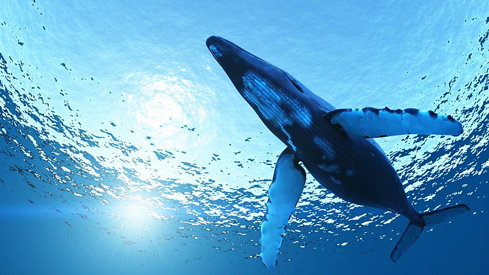 Humpback whales genetic study will inform conservation