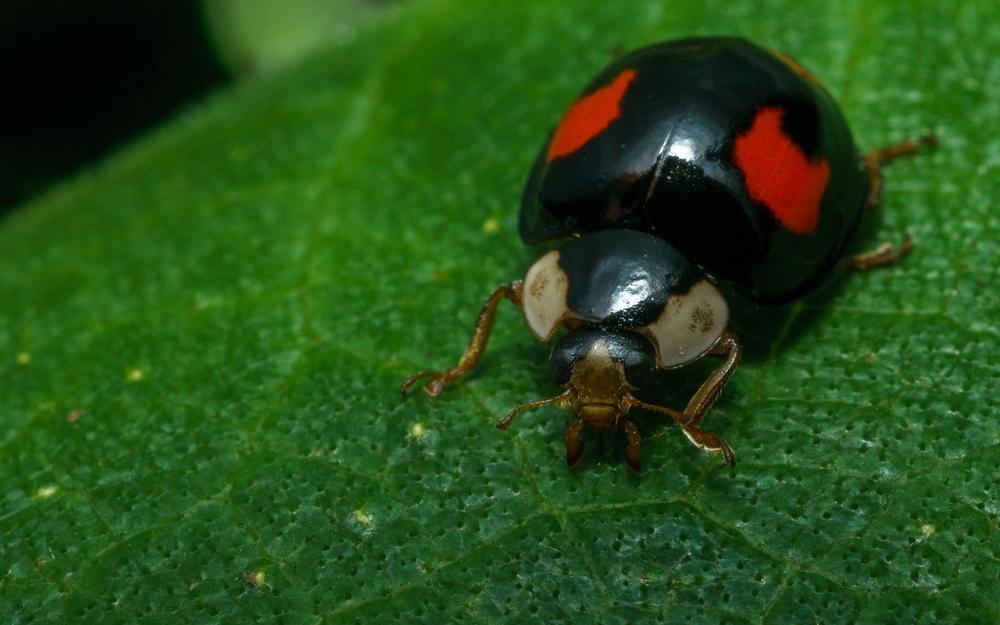 Harlequin Ladybug settles in Great Britain