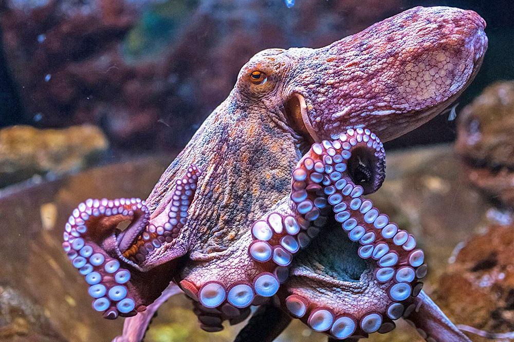 Human evolution shows the eyes came first