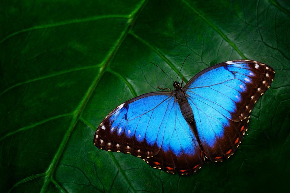 Butterflies are dying in warm winters
