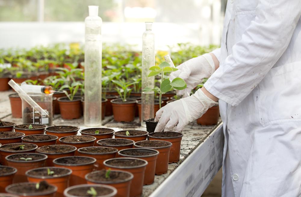 Microsatellite can help reduce plant research costs
