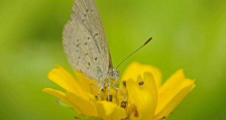 Pygmy moth species detailed in new report