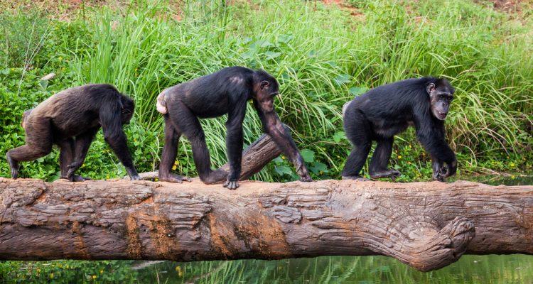 Chimpanzee stress can be caused by loneliness