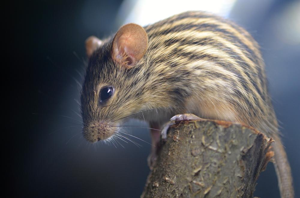 African striped mouse reveals stripes due to newly discovered gene