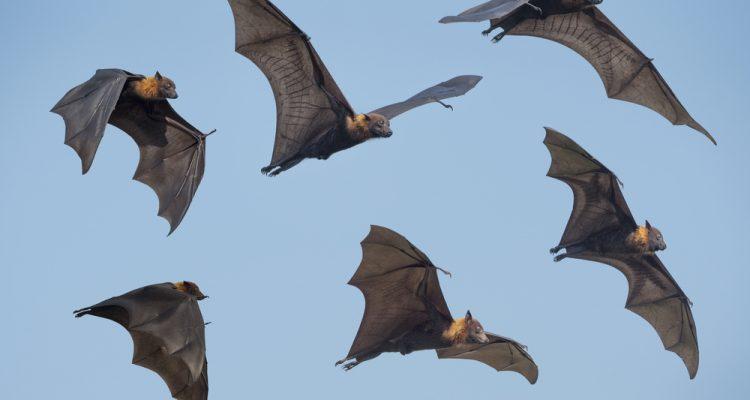 Brazilian free-tailed bat flies at breakneck speeds