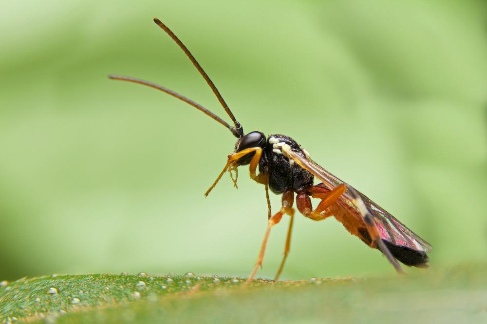 Invertebrate extinction cause for concern as insect species dwindle