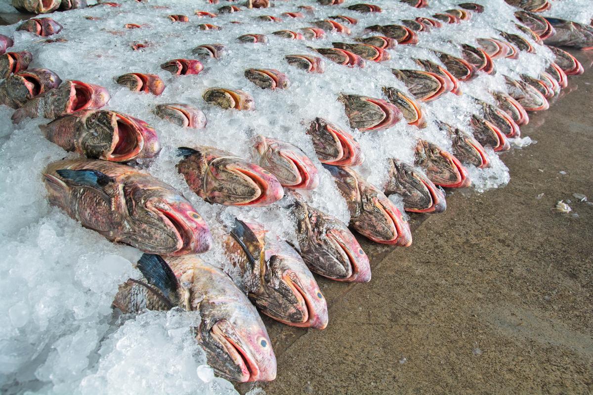 Fishing sustainably would dramatically boost fish populations