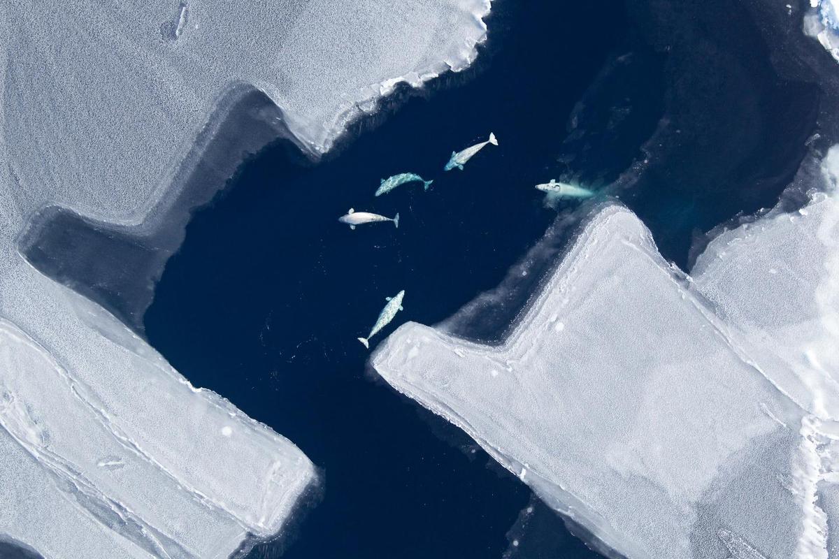 Melting Arctic sea ice is changing whale migration patterns