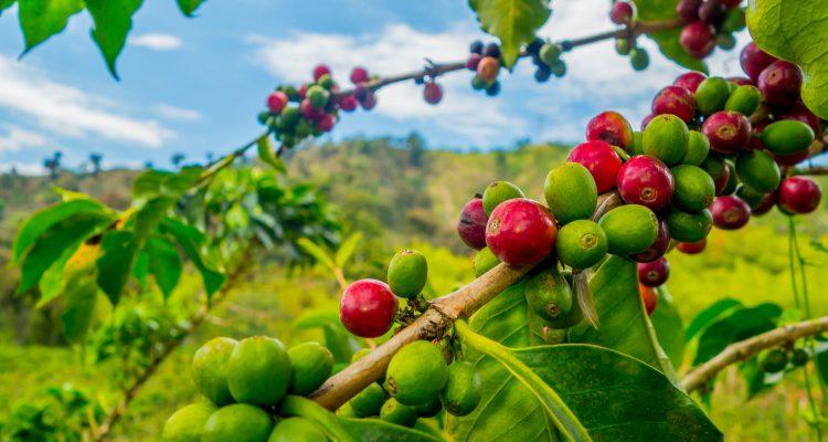 Global warming will make it difficult to grow coffee, scientists say