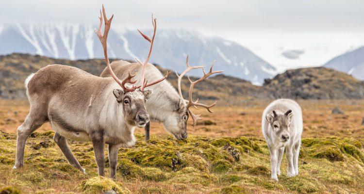 250,000 reindeer in Siberia are being killed to make room for drilling