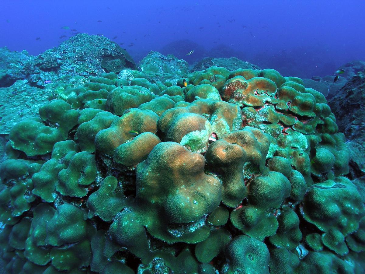How corals survive and rebound after environmental disasters