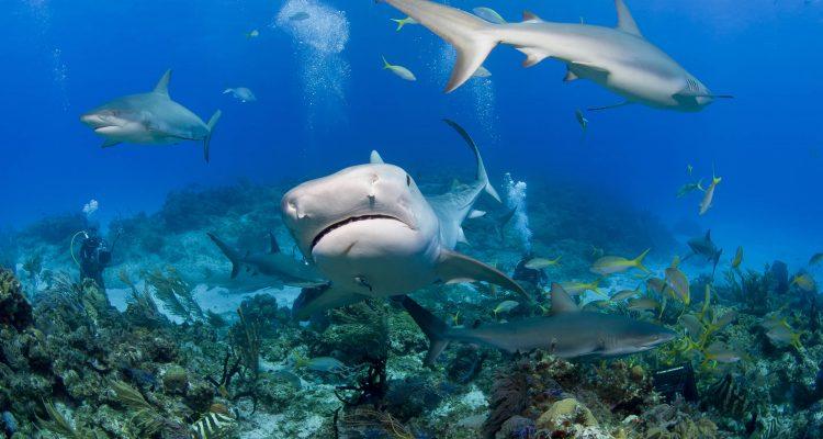 Island of Kiribati establishes large shark sanctuary