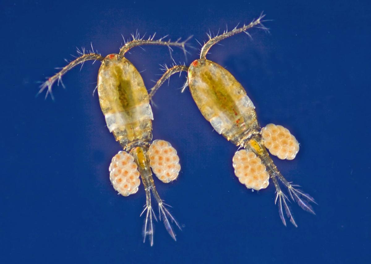 Marine microalgae: A new and sustainable way to feed and fuel the planet