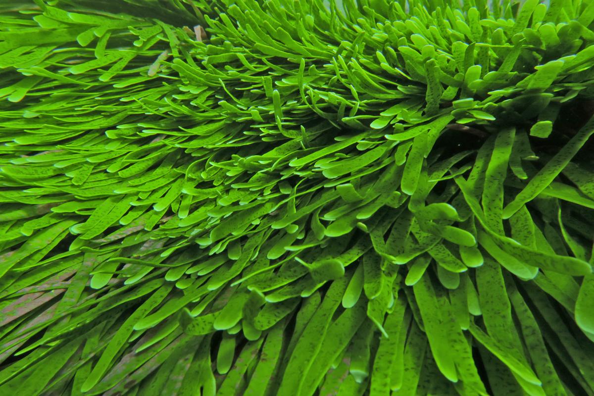 Study predicts how ocean acidification will impact species