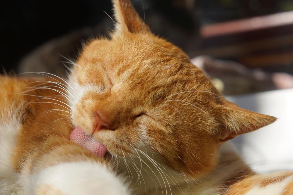 Cat tongues inspire ideas for new innovations