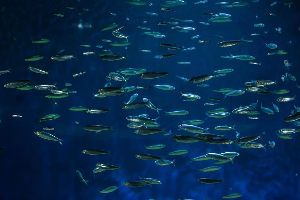 Scientists go big with first aquatic biodiversity map for US West