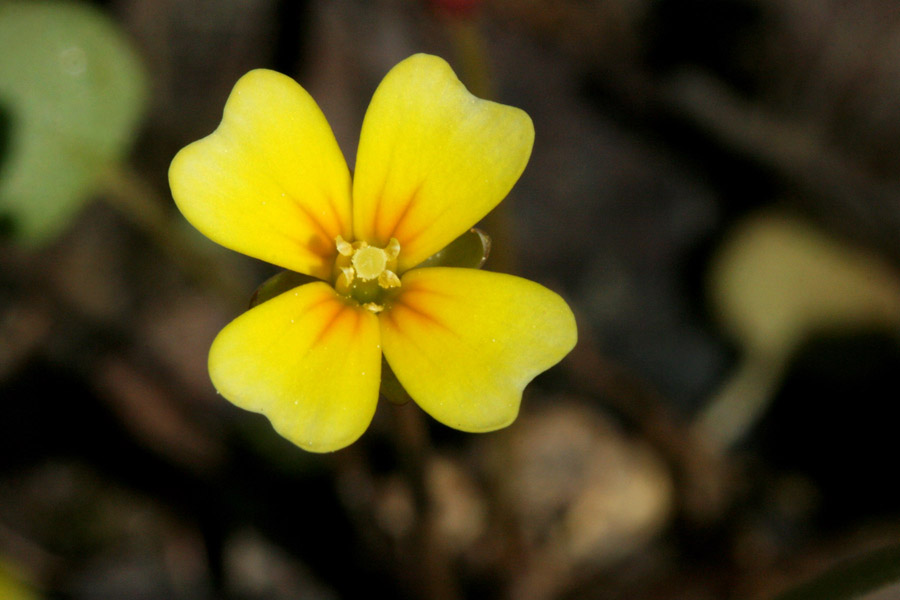 Leavenworthia texana