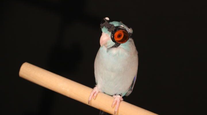 Parrotlet flight reveals faults in flight research, Stanford study shows