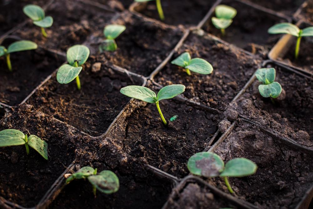 New study shows plants can learn like humans