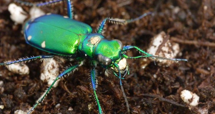 Beautiful tiger beetle and its funky metallic coat