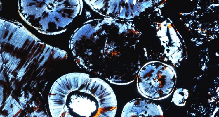 Oldest known odontoma tumor found in fossilized jaw
