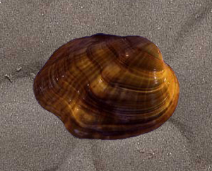 Epioblasma turgidula