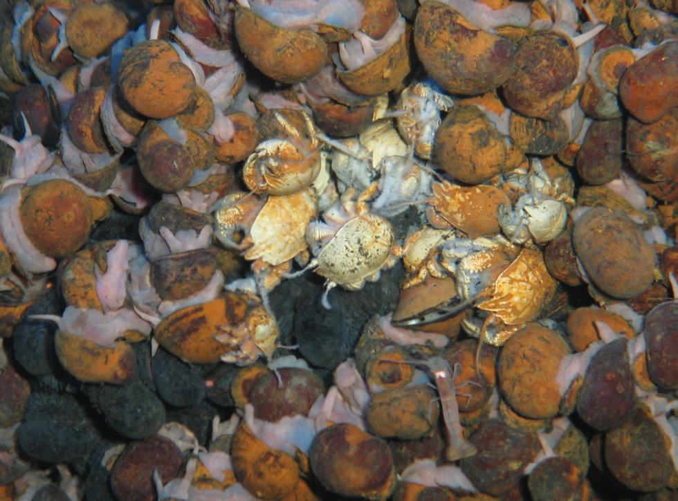 Exciting new sea creatures found on the deep ocean floor