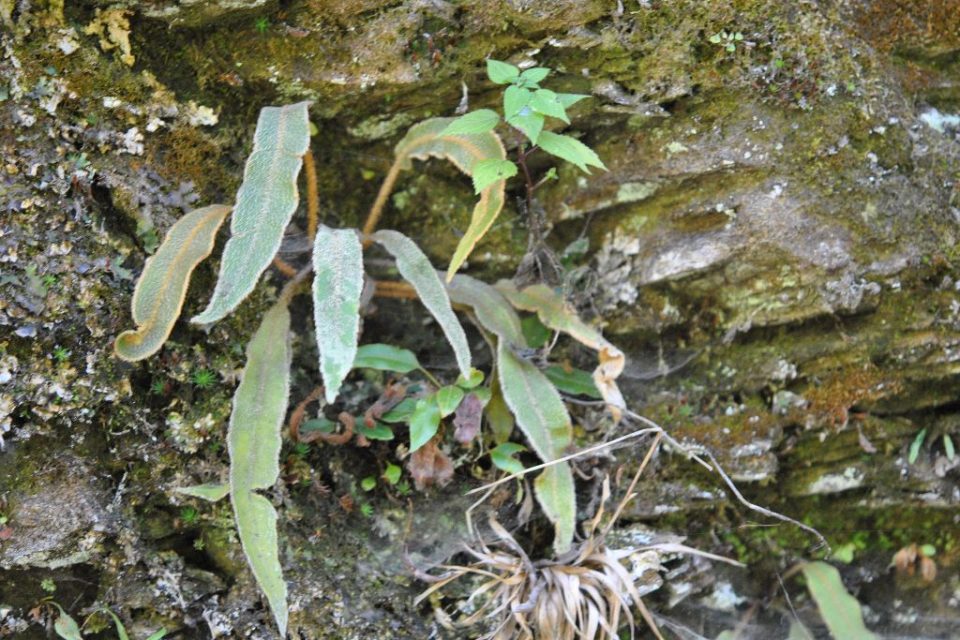 Elaphoglossum serpens