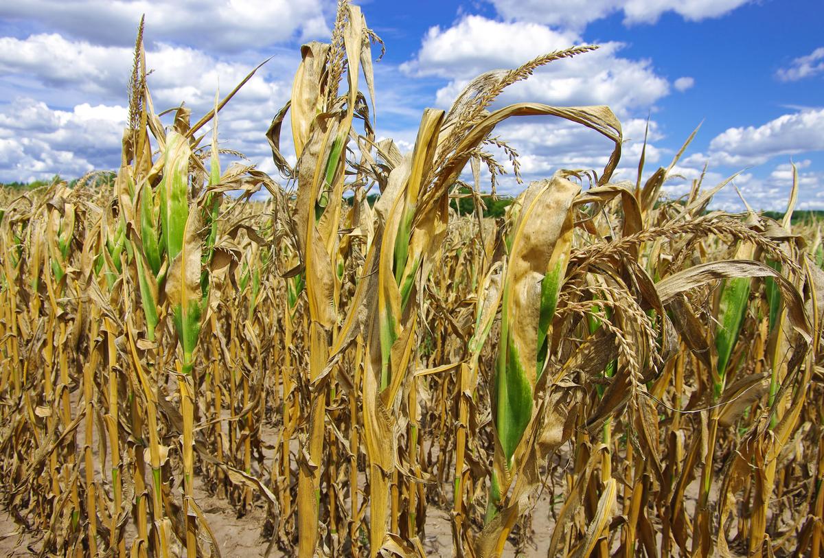 Climate change could lead to a new Dust Bowl despite technological advances
