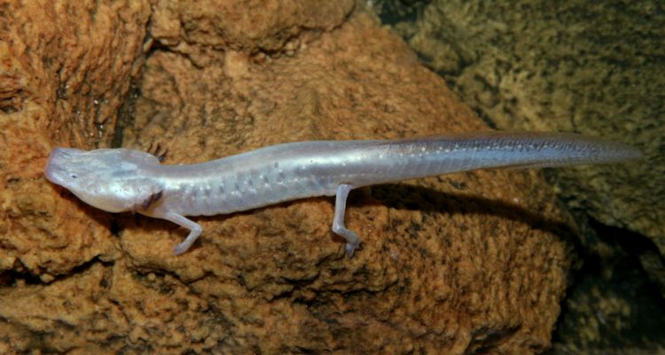 Typhlomolge rathbuni